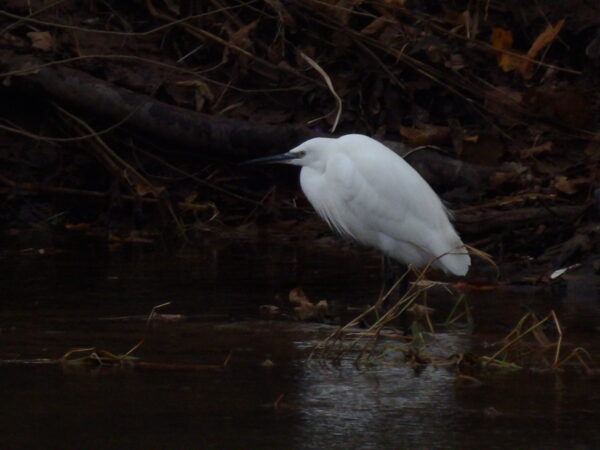 White Heron