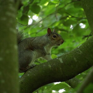 Grey Squrriel