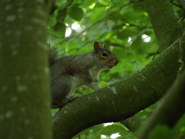 Grey Squrriel
