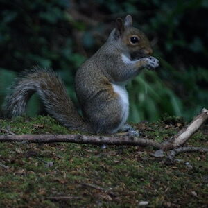 Grey Squrriel