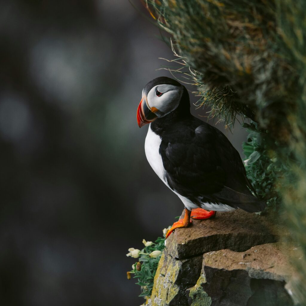 A vibrant Atlantic puffin perched on a rocky cliff in Ísafjörður, Iceland.