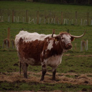 English Longhorn