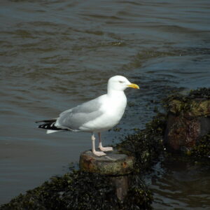 Seagull