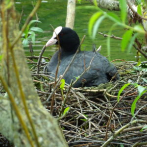 Moorhen