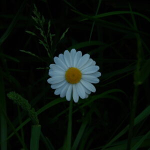 Common Daisy