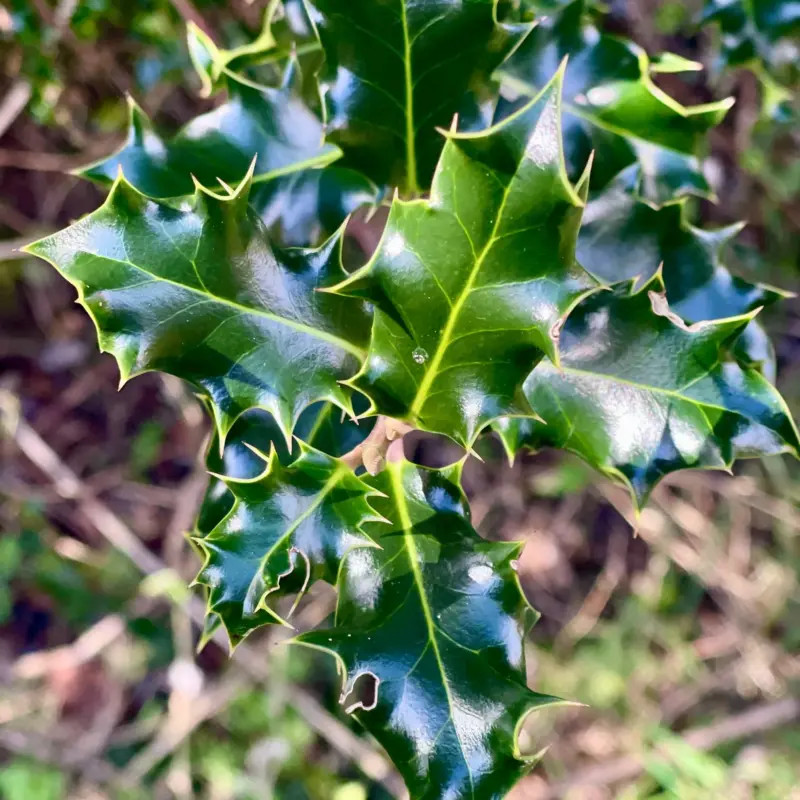 Common Holly